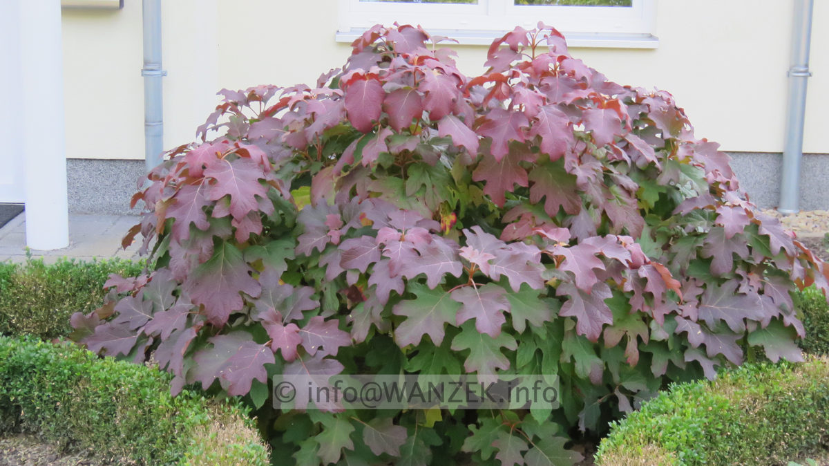 Hydrangea quercifolia 02 Sol beginnende Faerbung.JPG